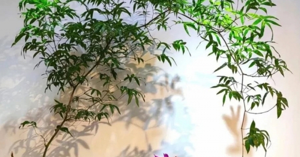 Muốn phòng khách lên level thượng lưu, tôi khuyên bạn ĐỪNG TRỒNG HOA: 8 cây xanh này mới là 