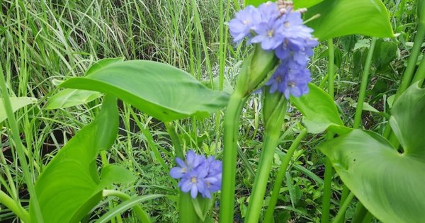 Cây rau mọc dại từng là thức ăn cho lợn, nay lên hàng 