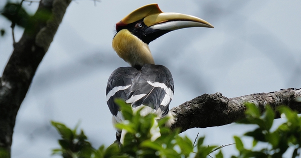 Bất ngờ ghi nhận 