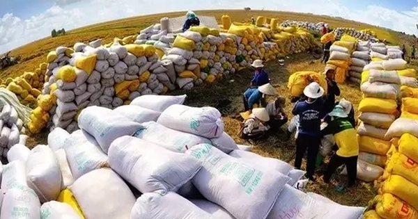 Lúa gạo rớt giá: Đừng 'đổ thừa' do chiến sự Trung Đông!