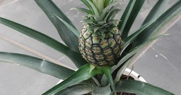 Loại quả được mệnh danh là 