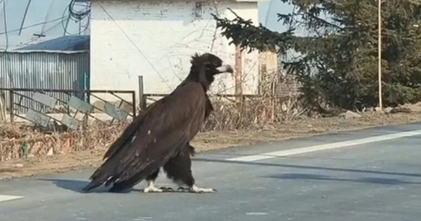 Người phụ nữ bắt gặp con chim khổng lồ cao gần 1 mét băng qua đường