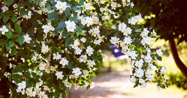 6 loại cây nở hoa vào ban đêm, nên trồng trong vườn nhà ngay