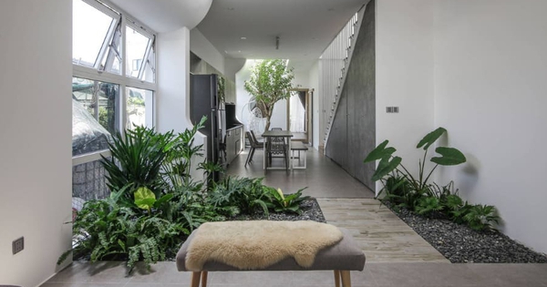 3 loại cây đừng đặt trong phòng khách: Ảnh hưởng tới tài lộc, vận khí