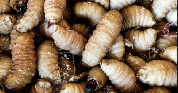 Báo chí quốc tế nói về món ăn 