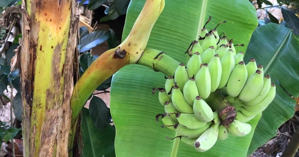 Án mạng từ buồng chuối bị chặt ở Hưng Yên