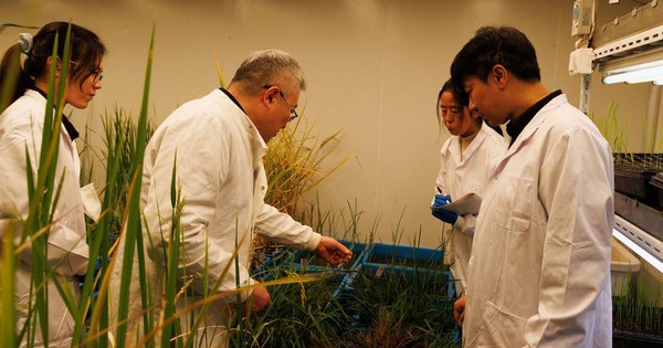 Giải mã gen bí ẩn, Trung Quốc tiến gần kỷ nguyên trồng lúa chưa từng có
