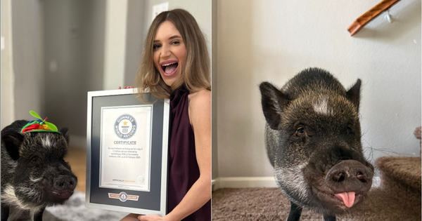 Một chú lợn vừa lập kỷ lục Guiness thế giới, lượng follow 