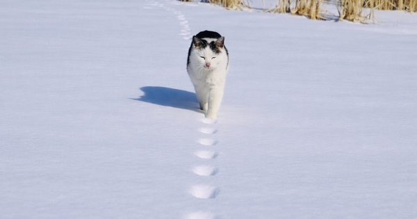 Bức ảnh triệu like khiến dân mạng tranh cãi 'nảy lửa': Mèo đi bằng 2 hay 4 chân?