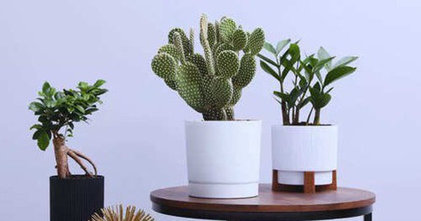 7 loại cây không bao giờ nên đặt gần cửa chính