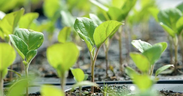 7 loại rau nên trồng ngay bây giờ
