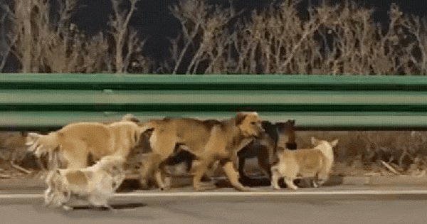 Cảm động rơi nước mắt trước clip 7 chú chó dìu nhau trốn khỏi kẻ trộm vượt 17km về nhà: Sự thật lại phũ thế này!