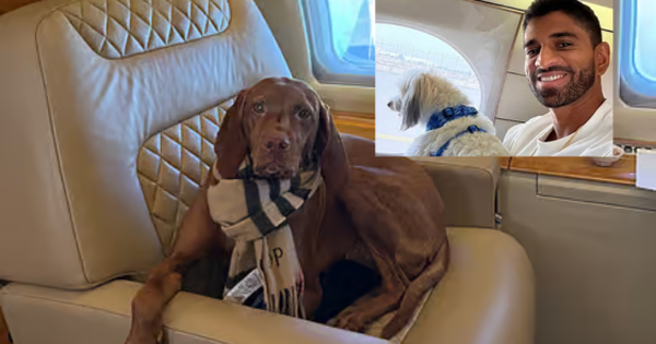 Đại gia thuê đứt chuyên cơ để chở thú cưng khỏi Dubai: “Đây là lựa chọn duy nhất đáng tin cậy nên tôi không quá bận tâm về chi phí”