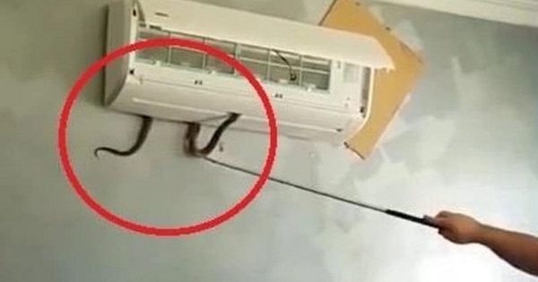 4 nơi rắn dễ bò vào nhất trong nhà, nhiều người không để ý