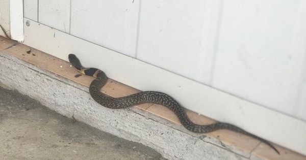 Rắn bò vào dù nhà sạch bong kin kít: 6 nguyên nhân không phải ai cũng biết