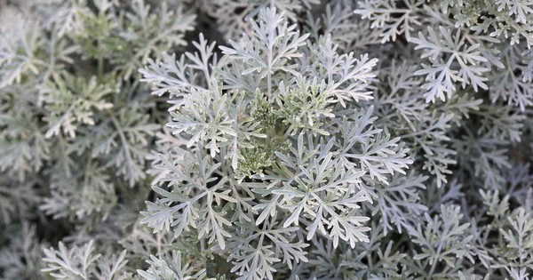 6 loại cây đuổi rắn, nên trồng trong nhà ngay