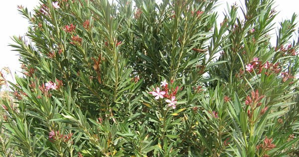 Loại cây “gọi” rắn tới nhà, chứa chất cực độc: Nhiều gia đình trồng mà không biết