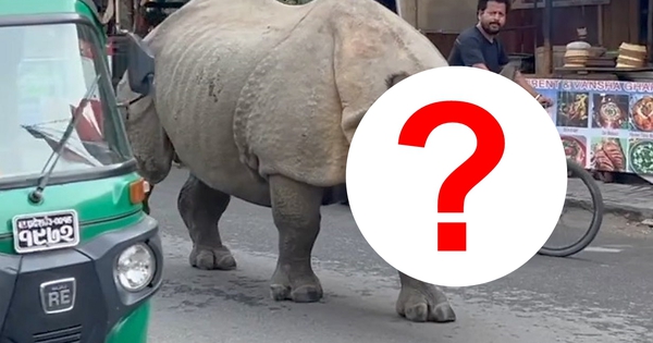 Con thú gần 3 tấn lao tới giữa ban ngày: Du khách lập tức 'đứng hình' suýt không kịp phản ứng