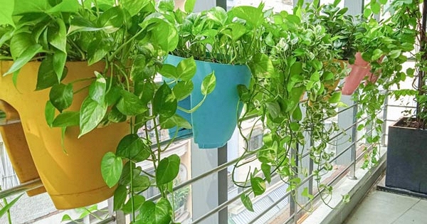 5 loại cây “chân ái” cho ban công: đẹp, dễ trồng, phong thuỷ cực tốt