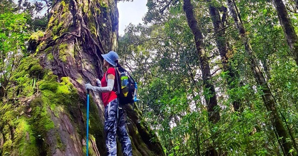 Vườn quốc gia Bidoup - Núi Bà: 'Lá phổi xanh' của cao nguyên Lâm Đồng