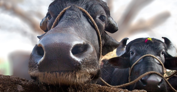 Vì sao trâu và bò có ngoại hình rất giống nhau nhưng gần như không thể lai tạo với nhau?
