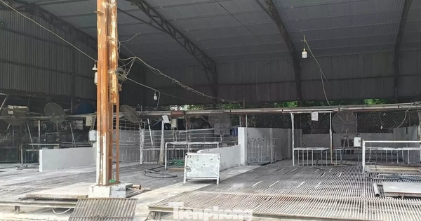 Tận thấy lò mổ gần 300 tấn lợn bệnh ở Hà Nội