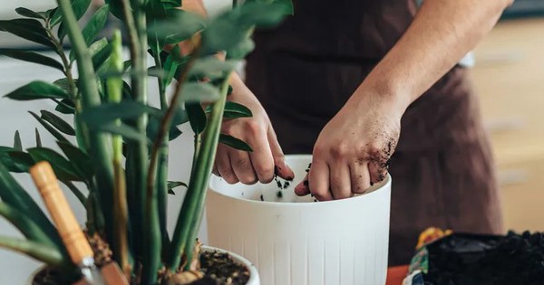 6 việc cần làm với cây kim tiền ngay bây giờ