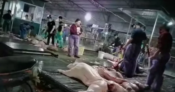 Vụ hơn 300 tấn lợn bệnh tại Hà Nội: Hệ thống kiểm dịch tê liệt từ bên trong