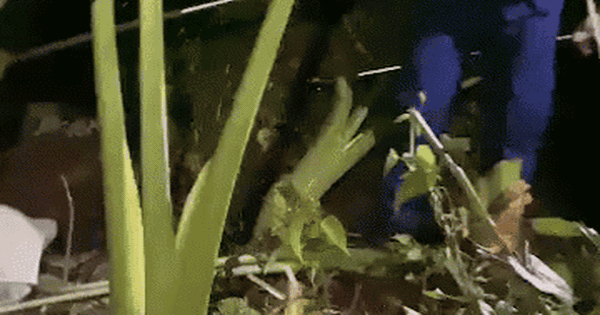 Thấy con trăn lảng vảng trong vườn, người đàn ông chạy đến thì chứng kiến cảnh tượng đáng sợ