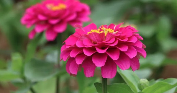 6 loại hoa nên gieo trồng ngay lúc này