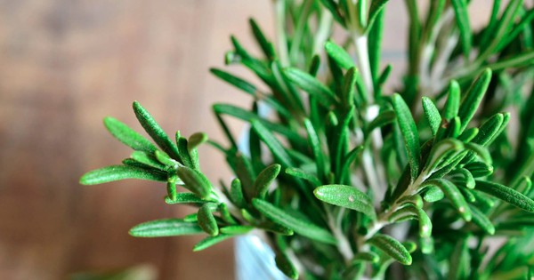 3 loại cây tuổi 40 rất cần