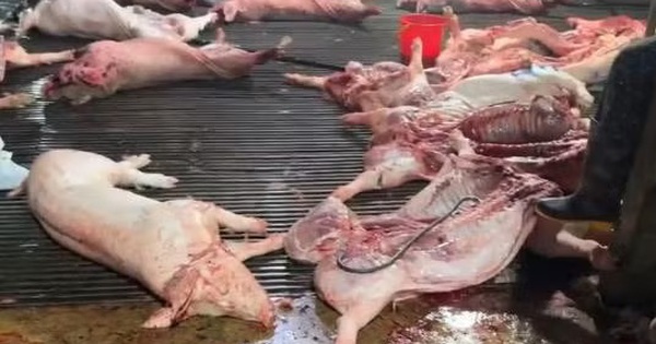 Thịt lợn bệnh 'lọt' vào trường học: 'Lỗ hổng' quản lý an toàn thực phẩm