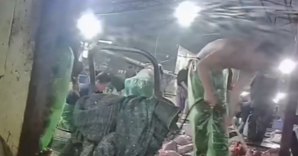 Hàng trăm trường tiểu học, mầm non ở Hà Nội liên quan đến đường dây thịt lợn bệnh