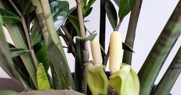 5 cây ra hoa là gia chủ 