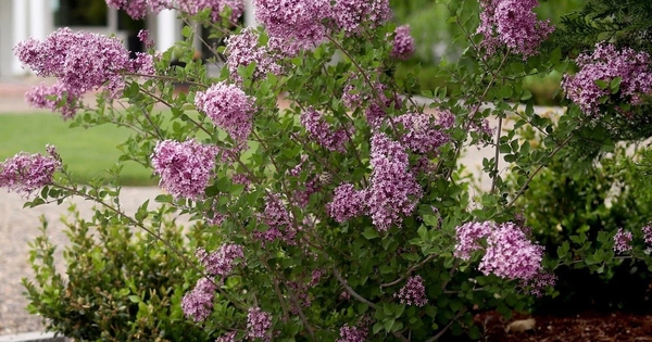 8 loại cây nở hoa thơm ngát suốt mùa hè, nên trồng ngay trong nhà