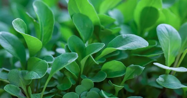 Loại rau tốt nhất thế giới với mật độ dinh dưỡng dày đặc: Ở Việt Nam không thiếu