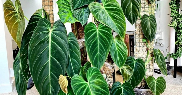 Gia đình khá giả chuộng trồng nhất 4 loài cây này: Cành khỏe, lá đẹp, dáng sang, nhìn là biết chủ nhân 