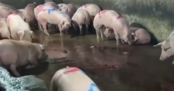 Vụ gần 300 tấn thịt lợn bệnh vào trường học: Lỗ hổng trong giám sát, kiểm dịch