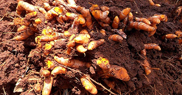 Top 7 thực phẩm thanh lọc máu, kích thích tuần hoàn và loại bỏ độc tố khỏi cơ thể, chợ Việt nào cũng bán