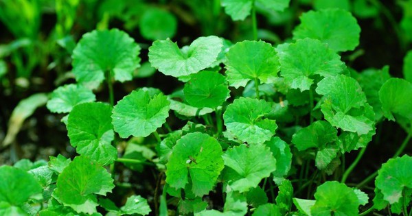 3 loại rau nên trồng trong nhà tháng 4