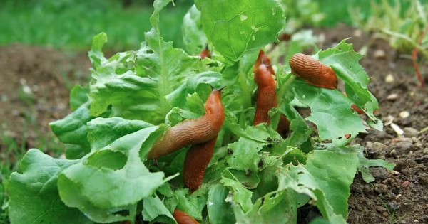 Rắc thứ này ra vườn ngay bây giờ, sên không dám bén mảng đến cắn phá