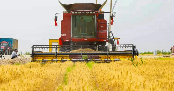 Trung Quốc khiến thế giới sửng sốt: Trồng lúa mì ở vùng đất ‘chết’ với sản lượng 4,5 tấn/ha, 90% cây sống 'ngon ơ' sau bão cát, từ 30 người làm nay chỉ cần 4