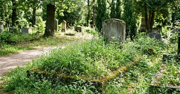 Nhìn cỏ mọc trên mộ, biết ngay gia đạo thịnh hay suy: Dấu hiệu 