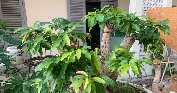 Diễn biến mới vụ tịch thu 42 gốc mai vàng gây xôn xao dư luận ở Côn Đảo