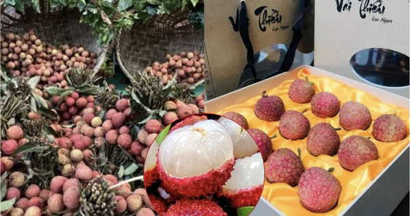 Loại quả ở Việt Nam bán rẻ như cho bỗng thành hàng hiệu xuất ngoại, chạm mốc 450.000 đồng/ ký vẫn được khách quốc tế vẫn ráo riết săn lùng