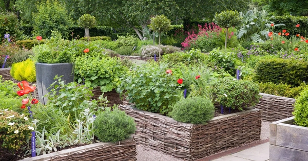 4 loại cây nên trồng trong vườn: Có 1 cũng tốt đủ đường