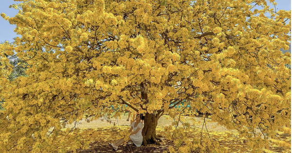 Vụ tịch thu 42 cây mai vàng 