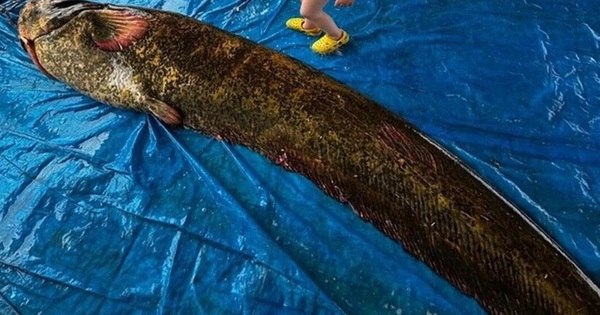 Ngư dân bắt được con cá trê khổng lồ nặng 114kg, dài 2,15 mét
