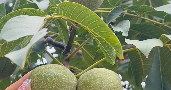 Loại quả thuộc top 