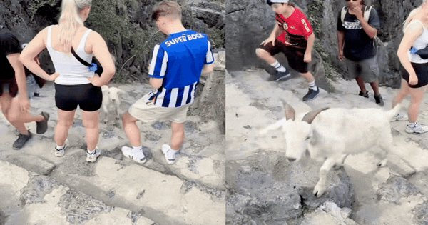 Đi Hang Múa ngắm cảnh bỗng bị 